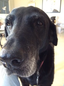 Bosco, our Lab, 65 lbs of pure love.